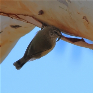 Acanthiza lineata at Higgins, ACT - Yesterday by MichaelWenke