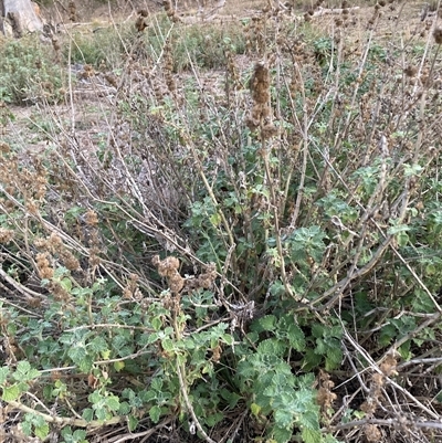 Marrubium vulgare (Horehound) at Watson, ACT - 3 May 2025 by waltraud