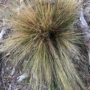 Nassella trichotoma (Serrated Tussock) at Watson, ACT - Yesterday by waltraud