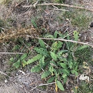 Cirsium vulgare (Spear Thistle) at Watson, ACT - Yesterday by waltraud