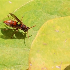 Unverified Wasp (Hymenoptera, Apocrita) at Wodonga, VIC - 27 Apr 2025 by KylieWaldon