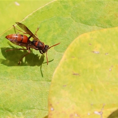 Polistes sp. (genus) (Unidentified paper wasp) at Wodonga, VIC - 27 Apr 2025 by KylieWaldon