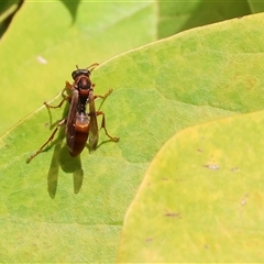 Polistes sp. (genus) at Wodonga, VIC - 27 Apr 2025 02:18 PM
