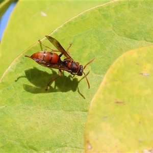 Polistes sp. (genus) at Wodonga, VIC - 27 Apr 2025 02:18 PM