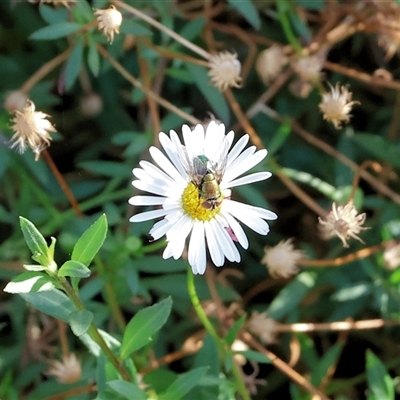 Lucilia sp. (genus) at Wodonga, VIC - 27 Apr 2025 by KylieWaldon