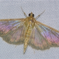 Pleuroptya sabinusalis (A Crambid moth (Pyraustinae) at Wooroonooran, QLD - 22 Oct 2008 by PJH123