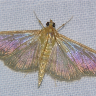 Pleuroptya sabinusalis (A Crambid moth (Pyraustinae) at Wooroonooran, QLD - 22 Oct 2008 by PJH123