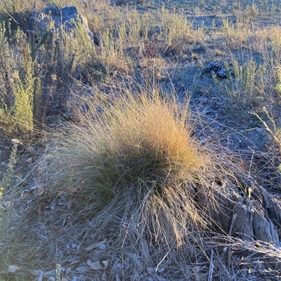 Nassella trichotoma (Serrated Tussock) at Watson, ACT - Yesterday by waltraud