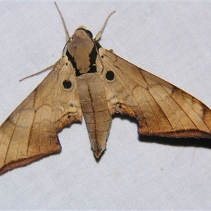 Unverified Hawk moth (Sphingidae) at Wooroonooran, QLD - 22 Oct 2008 by PJH123