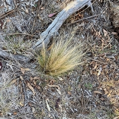 Nassella trichotoma (Serrated Tussock) at Watson, ACT - Yesterday by waltraud