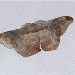 Hyposidra incomptaria (A Geometer moth (Boarmiini) at Wooroonooran, QLD - 22 Oct 2008 by PJH123