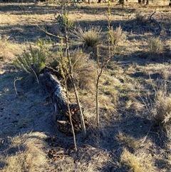 Exocarpos cupressiformis (Cherry Ballart) at Watson, ACT - 3 May 2025 by waltraud