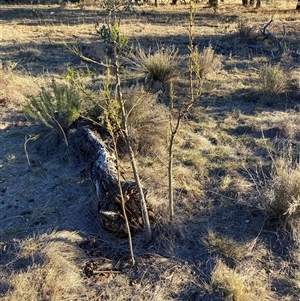 Exocarpos cupressiformis (Cherry Ballart) at Watson, ACT - Yesterday by waltraud