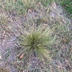 Nassella trichotoma (Serrated Tussock) at Hackett, ACT - 27 Mar 2025 by waltraud