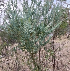 Acacia cultriformis (Knife Leaf Wattle) at Kenny, ACT - 20 Apr 2025 by waltraud