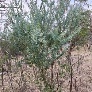 Acacia cultriformis (Knife Leaf Wattle) at Kenny, ACT - 20 Apr 2025 by waltraud