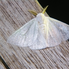Arctornis queenslandica (A Tussock moth (Lymantriini) at Wooroonooran, QLD - 22 Oct 2008 by PJH123
