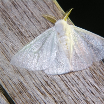 Arctornis queenslandica (A Tussock moth (Lymantriini) at Wooroonooran, QLD - 22 Oct 2008 by PJH123