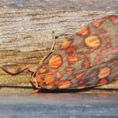 Cyme reticulata (A Tiger moth (Lithosiini) at Wooroonooran, QLD - 22 Oct 2008 by PJH123
