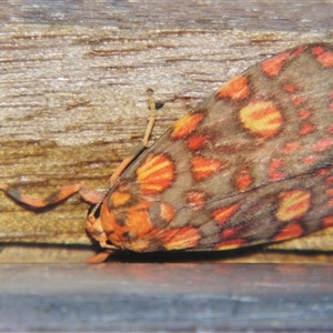 Unverified Tiger moth (Arctiinae) at Wooroonooran, QLD - 22 Oct 2008 by PJH123