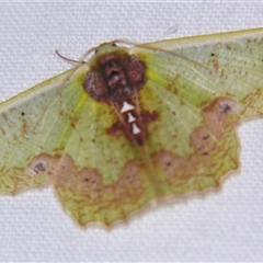 Agathiopsis basipuncta (A Geometer moth (Geometrinae) at Wooroonooran, QLD - 22 Oct 2008 by PJH123