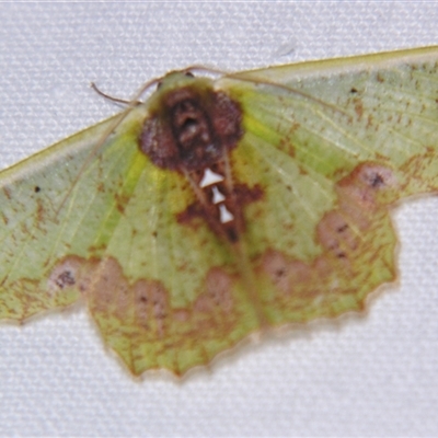 Agathiopsis basipuncta (A Geometer moth (Geometrinae) at Wooroonooran, QLD - 22 Oct 2008 by PJH123