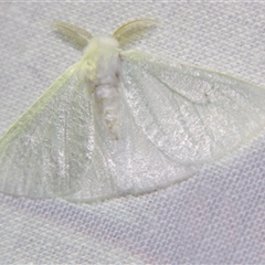 Arctornis (genus) (A Tussock moth (Lymantriini) at Wooroonooran, QLD - 22 Oct 2008 by PJH123