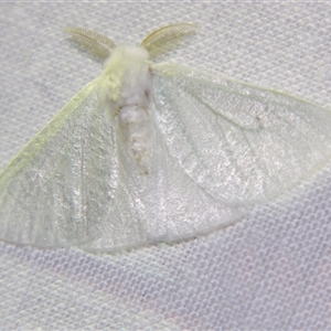 Unverified Noctuoid moth (except Arctiinae) at Wooroonooran, QLD - 22 Oct 2008 by PJH123