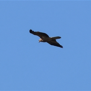 Haliastur sphenurus at Wodonga, VIC - Yesterday by KylieWaldon