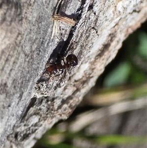 Papyrius sp. (genus) at Symonston, ACT - Today by Mike