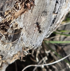 Papyrius sp. (genus) at Symonston, ACT - suppressed