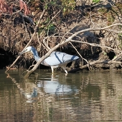 Egretta novaehollandiae at Wodonga, VIC - 3 May 2025 by KylieWaldon