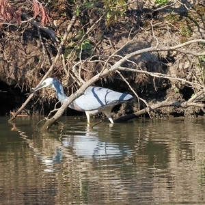 Egretta novaehollandiae at Wodonga, VIC - Yesterday by KylieWaldon