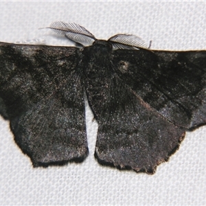 Unverified Geometer moth (Geometridae) at Wooroonooran, QLD - 22 Oct 2008 by PJH123