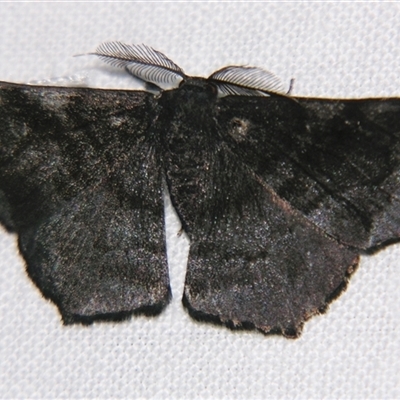 Hyposidra talaca (A Geometer moth (Ennominae) at Wooroonooran, QLD - 22 Oct 2008 by PJH123