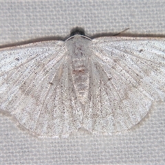 Plectoneura argostola (A Geometer moth (Cassymini) at Wooroonooran, QLD - 23 Oct 2008 by PJH123
