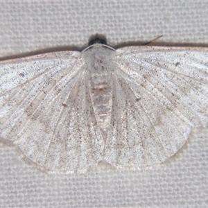 Unverified Geometer moth (Geometridae) at Wooroonooran, QLD - 23 Oct 2008 by PJH123