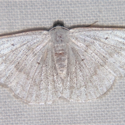 Plectoneura argostola (A Geometer moth (Cassymini) at Wooroonooran, QLD - 23 Oct 2008 by PJH123