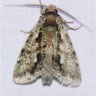 Cascera bella (A Prominent moth (Notodontidae) at Wooroonooran, QLD - 23 Oct 2008 by PJH123
