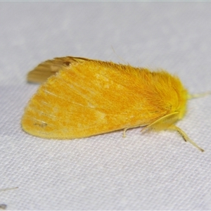 Unverified Noctuoid moth (except Arctiinae) at Wooroonooran, QLD - 23 Oct 2008 by PJH123