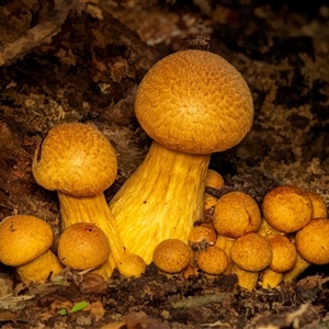 Gymnopilus sp. at Yarralumla, ACT - Yesterday by Gallpix