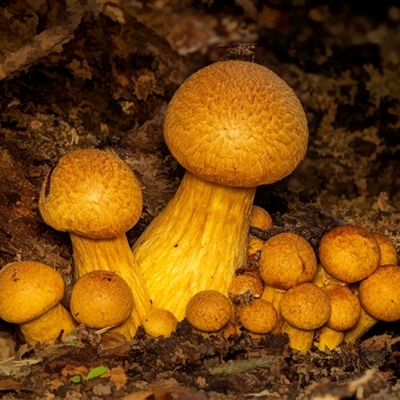 Gymnopilus sp. at Yarralumla, ACT - 3 May 2025 by Gallpix