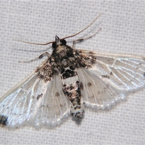 Unverified Pyralid or Snout Moth (Pyralidae & Crambidae) at Wooroonooran, QLD - 23 Oct 2008 by PJH123