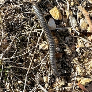 Ommatoiulus moreleti at Aranda, ACT - Today by KMcCue