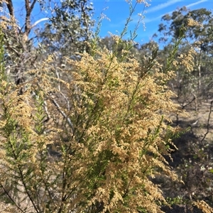 Cassinia sifton (Sifton Bush, Chinese Shrub) at Symonston, ACT - Today by Mike