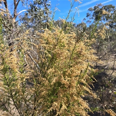 Cassinia sifton (Sifton Bush, Chinese Shrub) at Symonston, ACT - Today by Mike