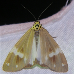 Unverified Tiger moth (Arctiinae) at Wooroonooran, QLD - 23 Oct 2008 by PJH123