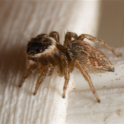 Maratus griseus (Jumping spider) at Downer, ACT - Today by RobertD
