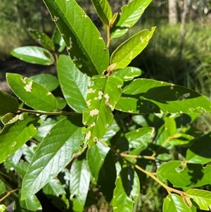 Alphitonia excelsa at Mount George, NSW - suppressed