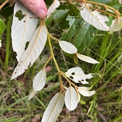 Alphitonia excelsa at Mount George, NSW - suppressed
